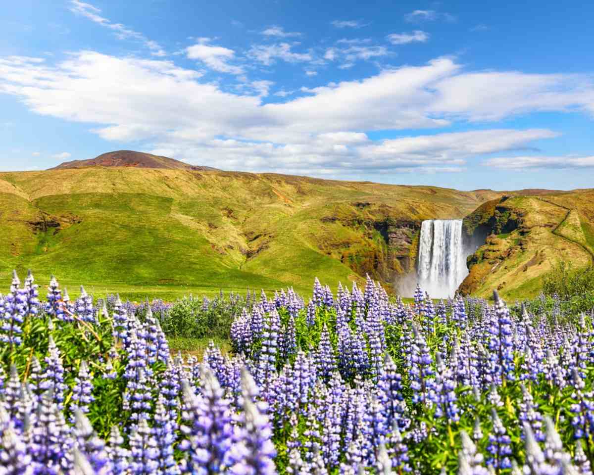 Purple lupines in bloom on Iceland’s South Coast with Skogafoss waterfall cascading over green cliffs on a bright summer day.