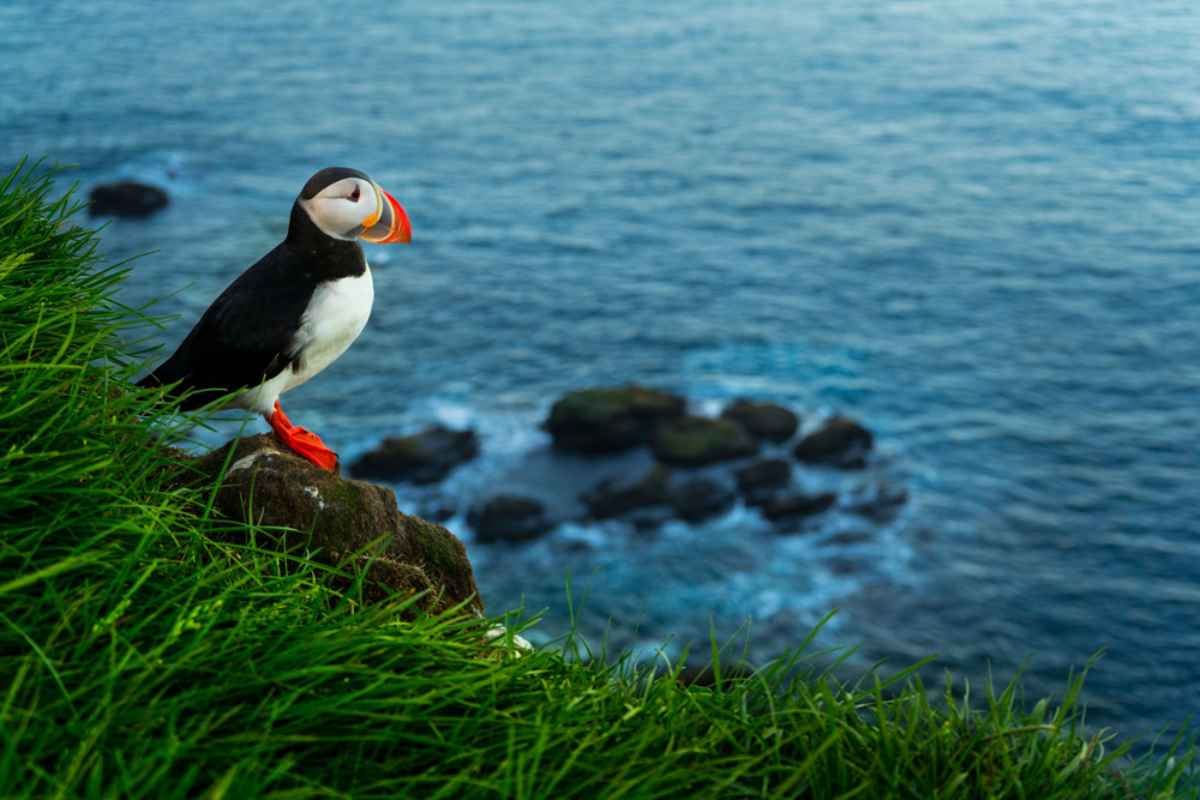 Atlantic puffin standing on a bright green cliff above the ocean in Iceland, with sea rocks below.